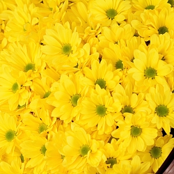 25 желтых кустовых хризантем в упаковке