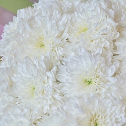 15 белых одноголовых хризантем в упаковке