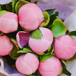 7 розовых пионов в упаковке (Голландия)