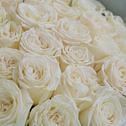 25 роз Плайя Бланка 50см в упаковке (Эквадор)