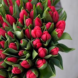 101 красный тюльпан