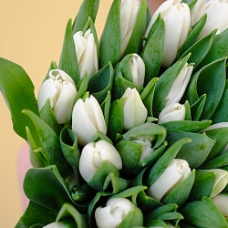 51 белый тюльпан