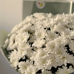 15 белых кустовых хризантем в упаковке