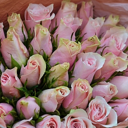 35 бело-розовых роз 35-40см в упаковке (Кения)