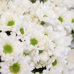 15 белых кустовых хризантем