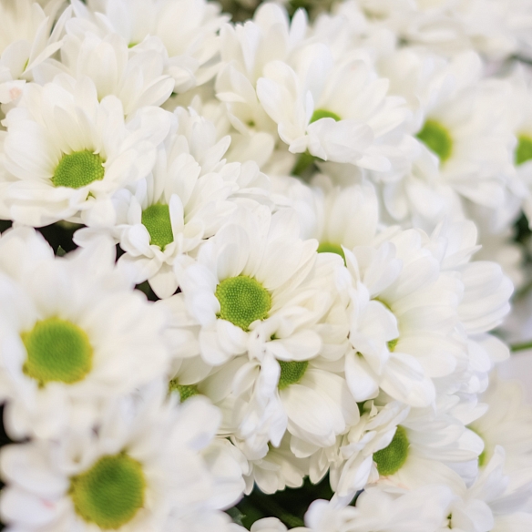 15 белых кустовых хризантем
