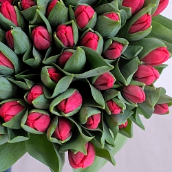 51 красный тюльпан