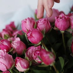 15 кустовых роз Леди Бомбастик (Голландия)