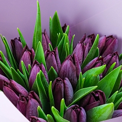 25 фиолетовых тюльпанов в упаковке
