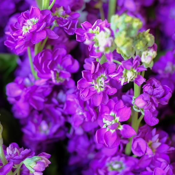 15 фиолетовых маттиол в упаковке