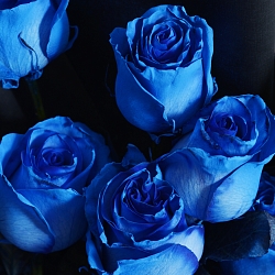 9 роз сорта Blue 60 см (Эквадор)
