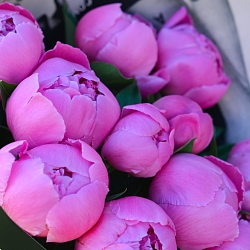 11 розовых пионов в упаковке (Голландия)